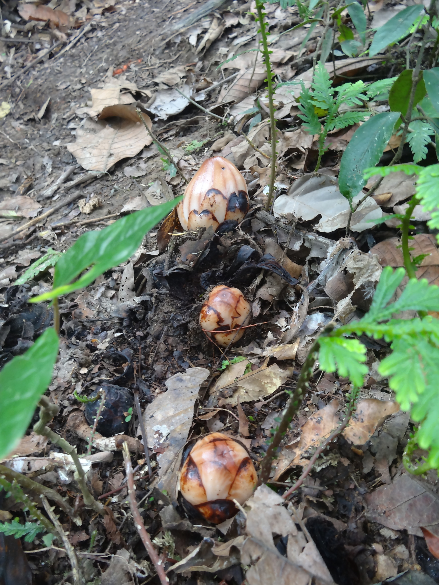 Rhizanthes lowii