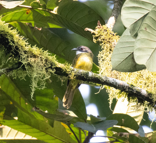 Red-tailed Greenbul (Criniger calurus), photo 5