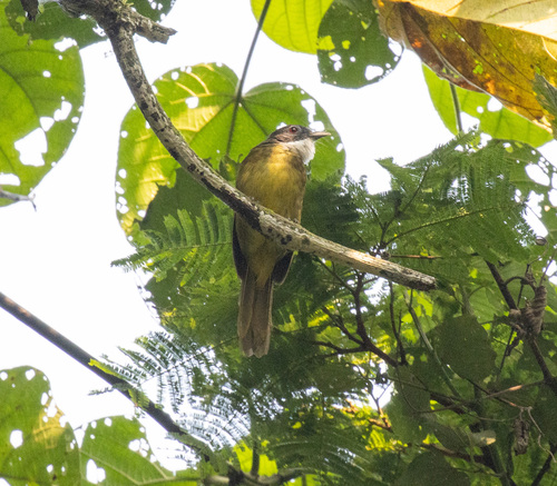 Red-tailed Greenbul (Criniger calurus), photo 6