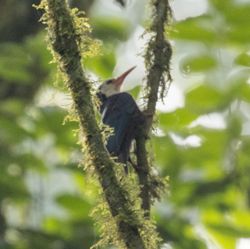 White-headed Wood Hoopoe (Phoeniculus bollei), photo 1