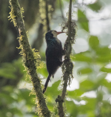 White-headed Wood Hoopoe (Phoeniculus bollei), photo 2