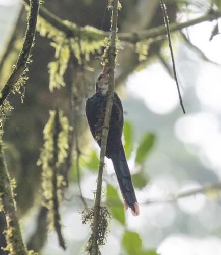 White-headed Wood Hoopoe (Phoeniculus bollei), photo 5