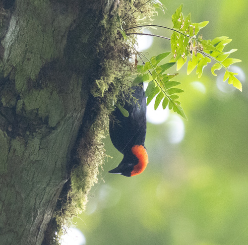 Red-headed Malimbe (Malimbus rubricollis), photo 4