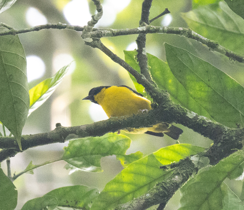 Brown-capped Weaver (Ploceus insignis), photo 2