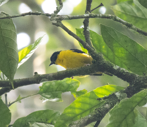 Brown-capped Weaver (Ploceus insignis), photo 1