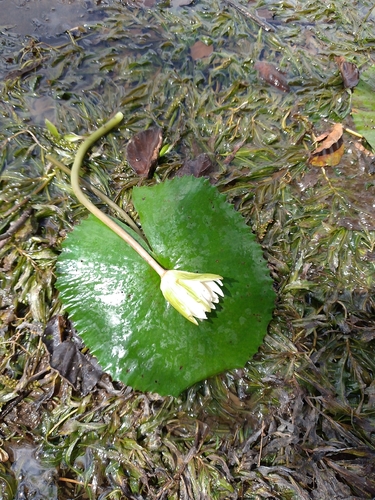 Egyptian white water-lily