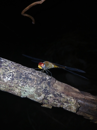 Wandering Glider