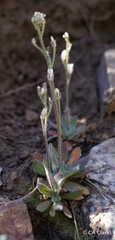 Draba californica