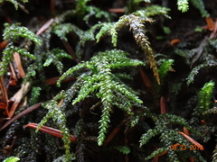 Thamnobryum neckeroides