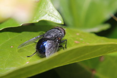 Calliphora quadrimaculata