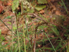 Sorghastrum