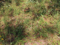 Sorghastrum
