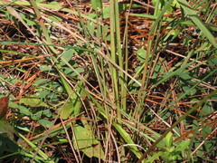 Sorghastrum