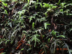 Thamnobryum neckeroides