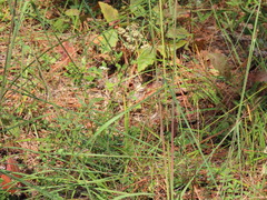 Sorghastrum