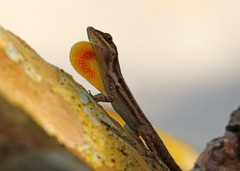 Anolis opalinus