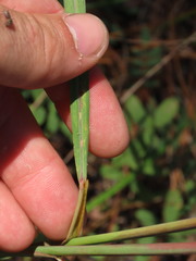 Sorghastrum