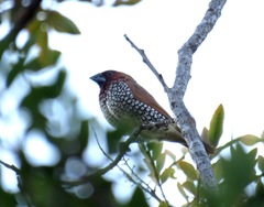 Lonchura punctulata