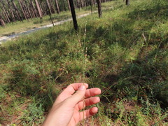 Paspalum bifidum