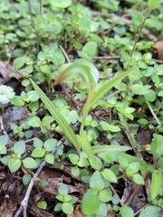 Drooping Greenhood (Pterostylis cernua)
