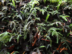 Thamnobryum neckeroides