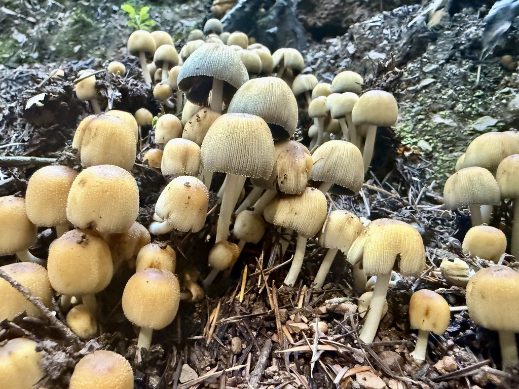 Coprinellus micaceus · November 2025 · photo: © hllrnnr (iNaturalist, cc0)