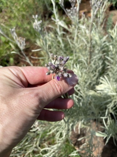 Silver Vernonia (Hilliardiella aristata)