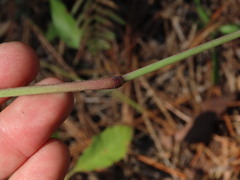 Paspalum bifidum