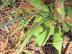 Paspalum bifidum