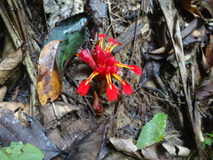 Etlingera coccinea, photograph (c) Jiro Iguchi, some rights reserved (CC BY)