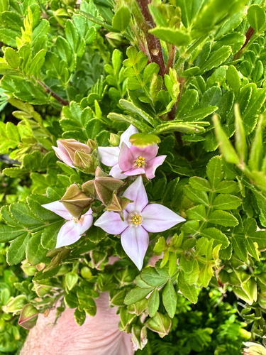 Boronia alata, photograph 2