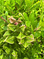Boronia alata, photograph (c) Peter Neish, some rights reserved (CC BY)