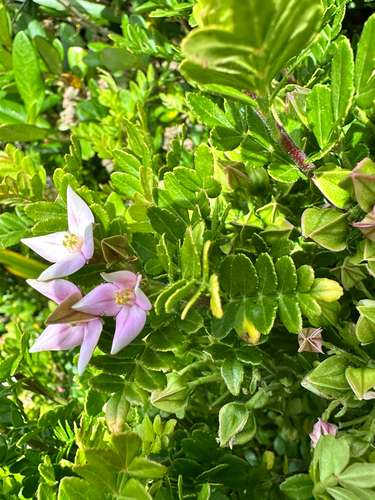 Boronia alata, photograph 4