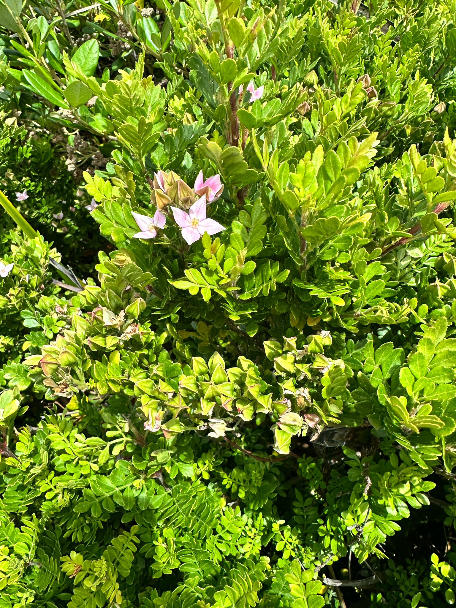 Winged Boronia (Boronia alata)