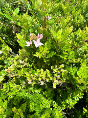 Boronia alata