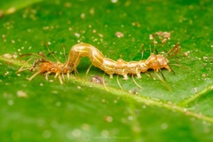 Homodes bracteigutta