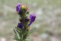 Dracocephalum austriacum