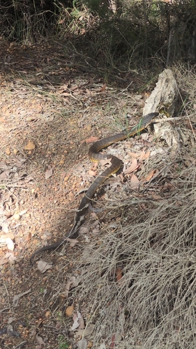 Western Tiger Snake sighting