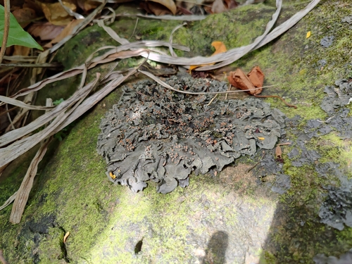 Leptogium azureum observed 2022-07-01