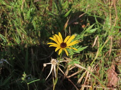 Helianthus simulans