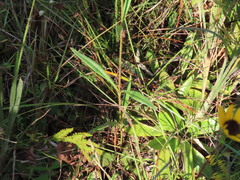 Helianthus simulans