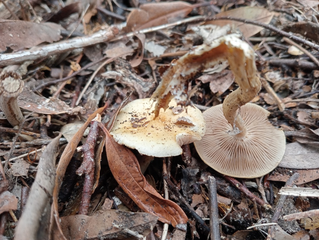 Agrocybe praecox · November 2025 · photo: © john_barkla (iNaturalist, cc0)