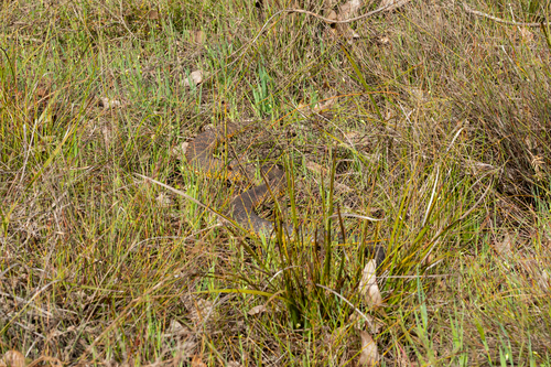 Western Tiger Snake sighting