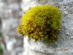 Orthotrichum consimile