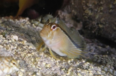 Parablennius laticlavius