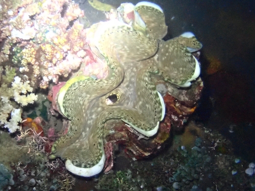 Fluted Giant Clam (Tridacna squamosa)