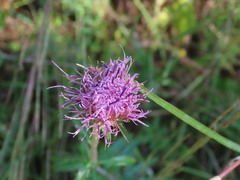 Cirsium virginianum