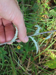 Cirsium virginianum
