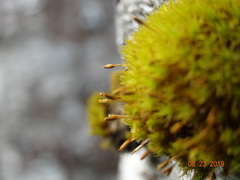 Orthotrichum consimile