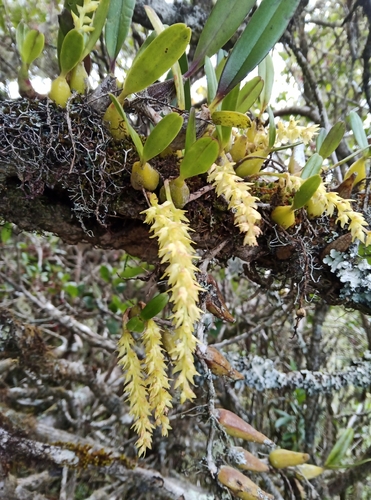 Bulbophyllum rutenbergianum